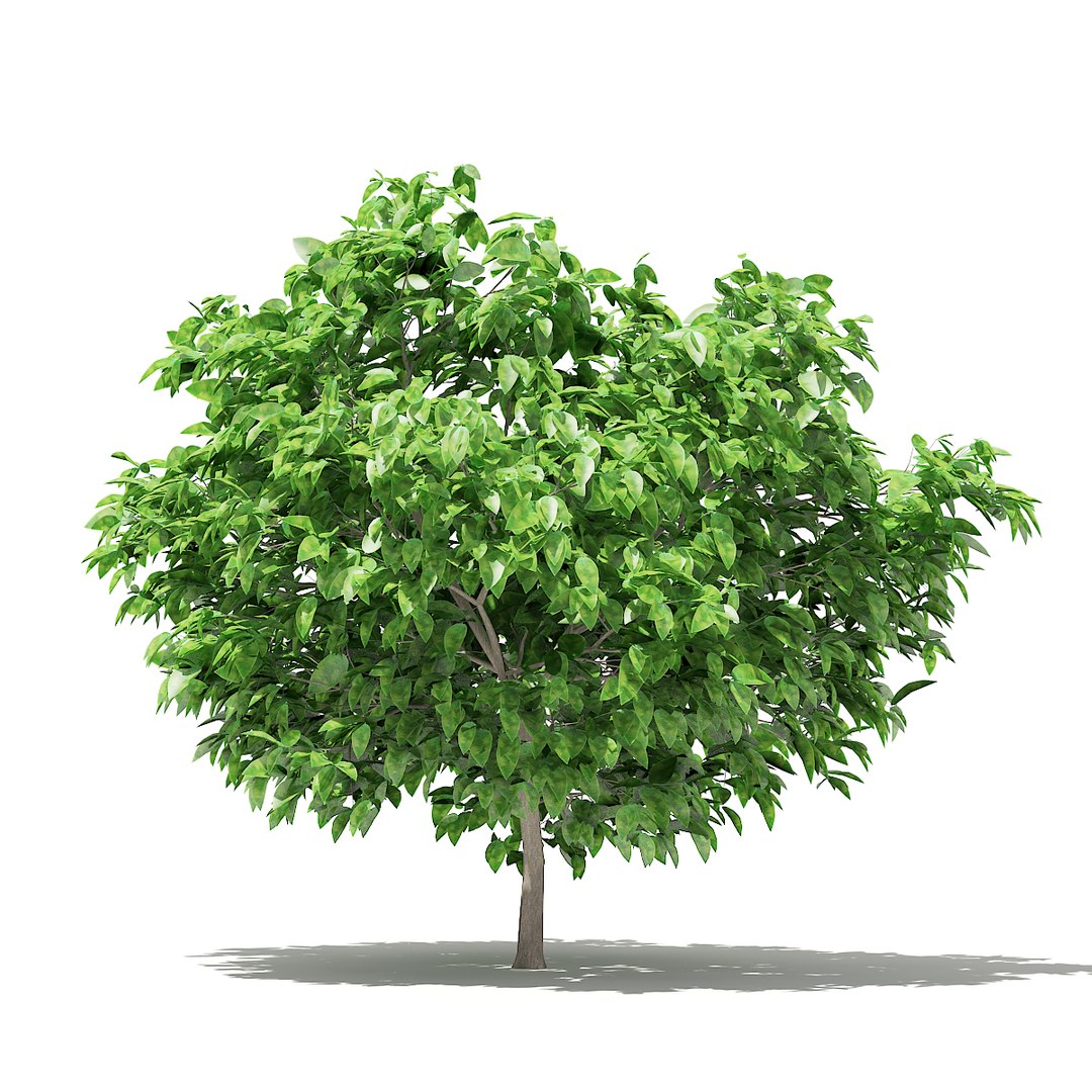 3D fruit trees volume 105 https://p.turbosquid.com/ts-thumb/PG/LIpBge/u4thfLuW/cgaxis_models_105_5100/jpg/1533498034/1920x1080/fit_q87/4a92ce56ad927e8b14fbd546284d8a5bc13a8a5d/cgaxis_models_105_5100.jpg