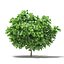 CGAxis Models Volume 105 - Fruit Trees Unreal Engine