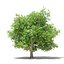 CGAxis Models Volume 105 - Fruit Trees Unreal Engine