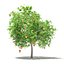 CGAxis Models Volume 105 - Fruit Trees Unreal Engine