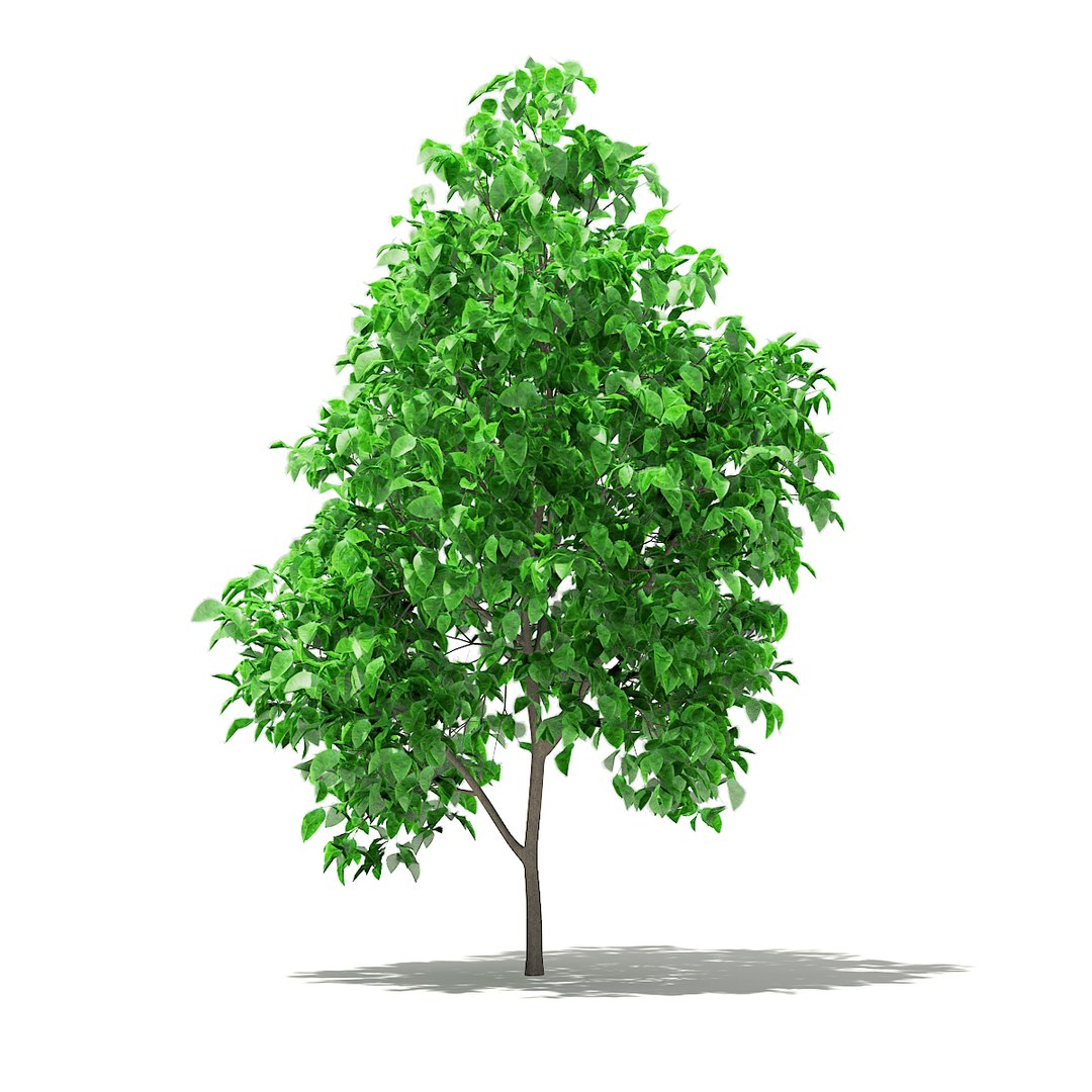 3D fruit trees volume 105 https://p.turbosquid.com/ts-thumb/PG/LIpBge/y29bEyWi/cgaxis_models_105_2300/jpg/1533498033/1920x1080/fit_q87/52c664785ad256f15b95e5e858c82315fc8fece1/cgaxis_models_105_2300.jpg