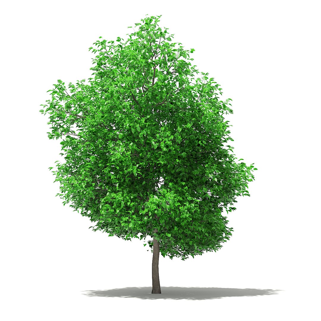 3D fruit trees volume 105 https://p.turbosquid.com/ts-thumb/PG/LIpBge/yGGBhhDk/cgaxis_models_105_2900/jpg/1533498033/1920x1080/fit_q87/50c351a3d725a448678a5304bcc7dfccd00aa822/cgaxis_models_105_2900.jpg