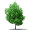 CGAxis Models Volume 105 - Fruit Trees Unreal Engine