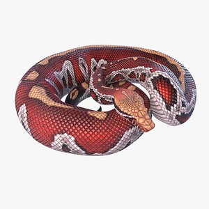 3D model Blood Python -  Rigged