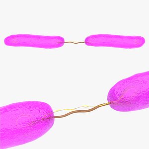 3D model e coli sexual reproduction