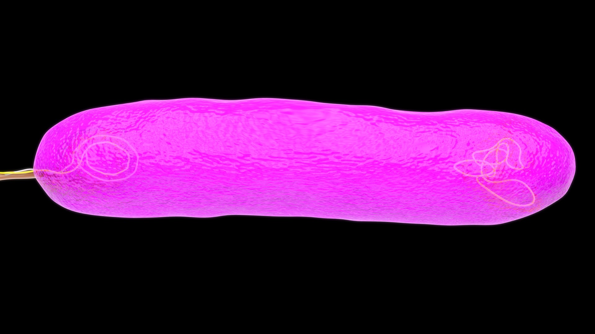 3D Model E Coli Sexual Reproduction - TurboSquid 2415341
