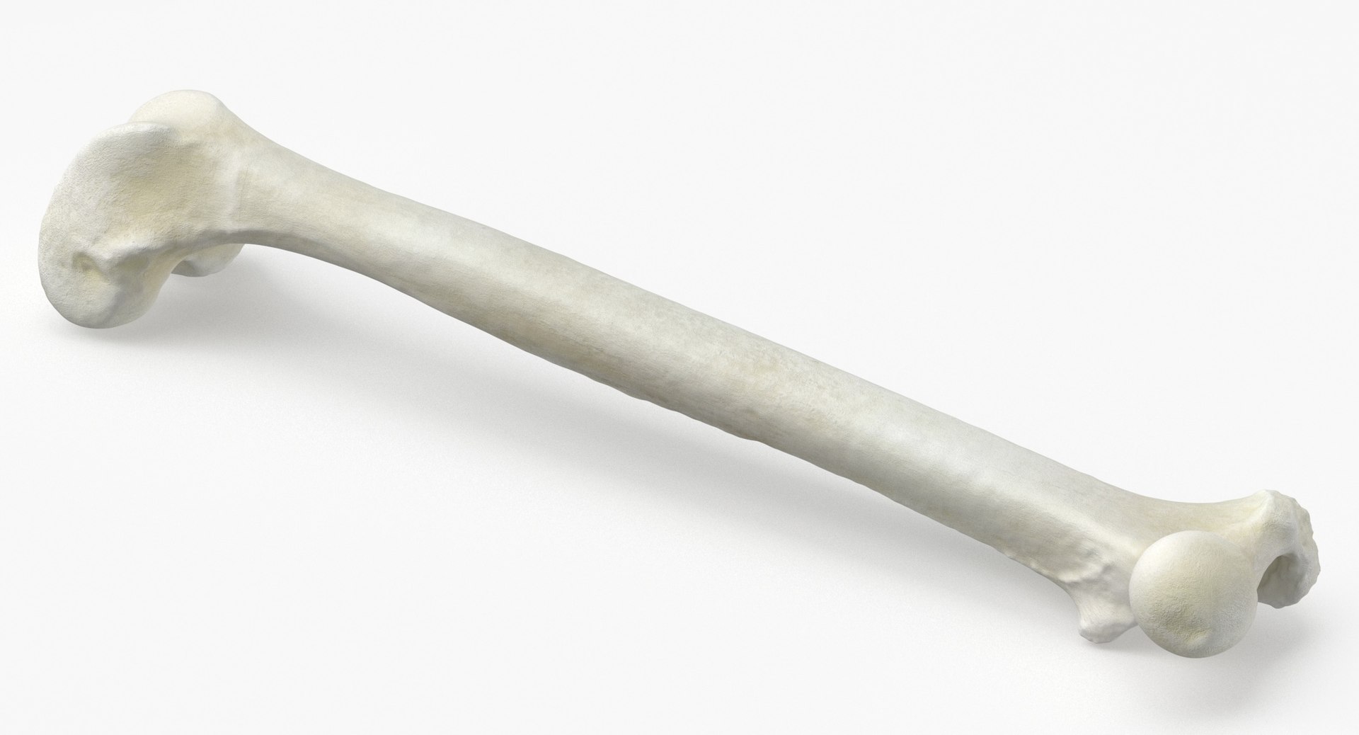 Domestic Cat Femur Bone 01 3D Model TurboSquid 1847921