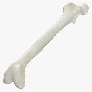 Domestic Cat Femur Bone 01 3D model