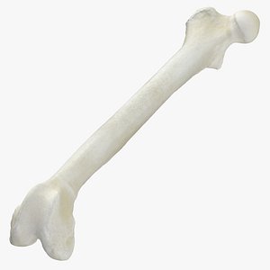 Domestic Cat Femur Bone 01(1)