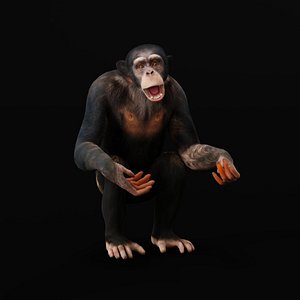 Chimpanzee Ape Primate