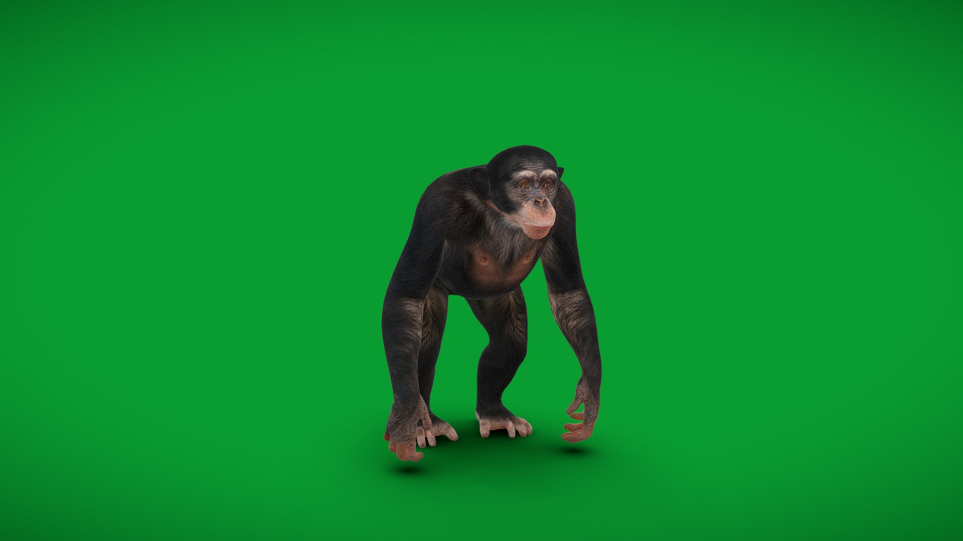 Chimpanzee Ape Primate 3D Model - TurboSquid 2344202