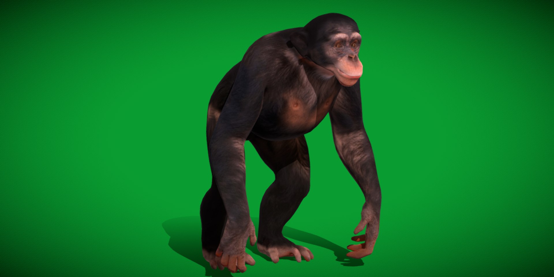 Chimpanzee Ape Primate 3D Model - TurboSquid 2344202