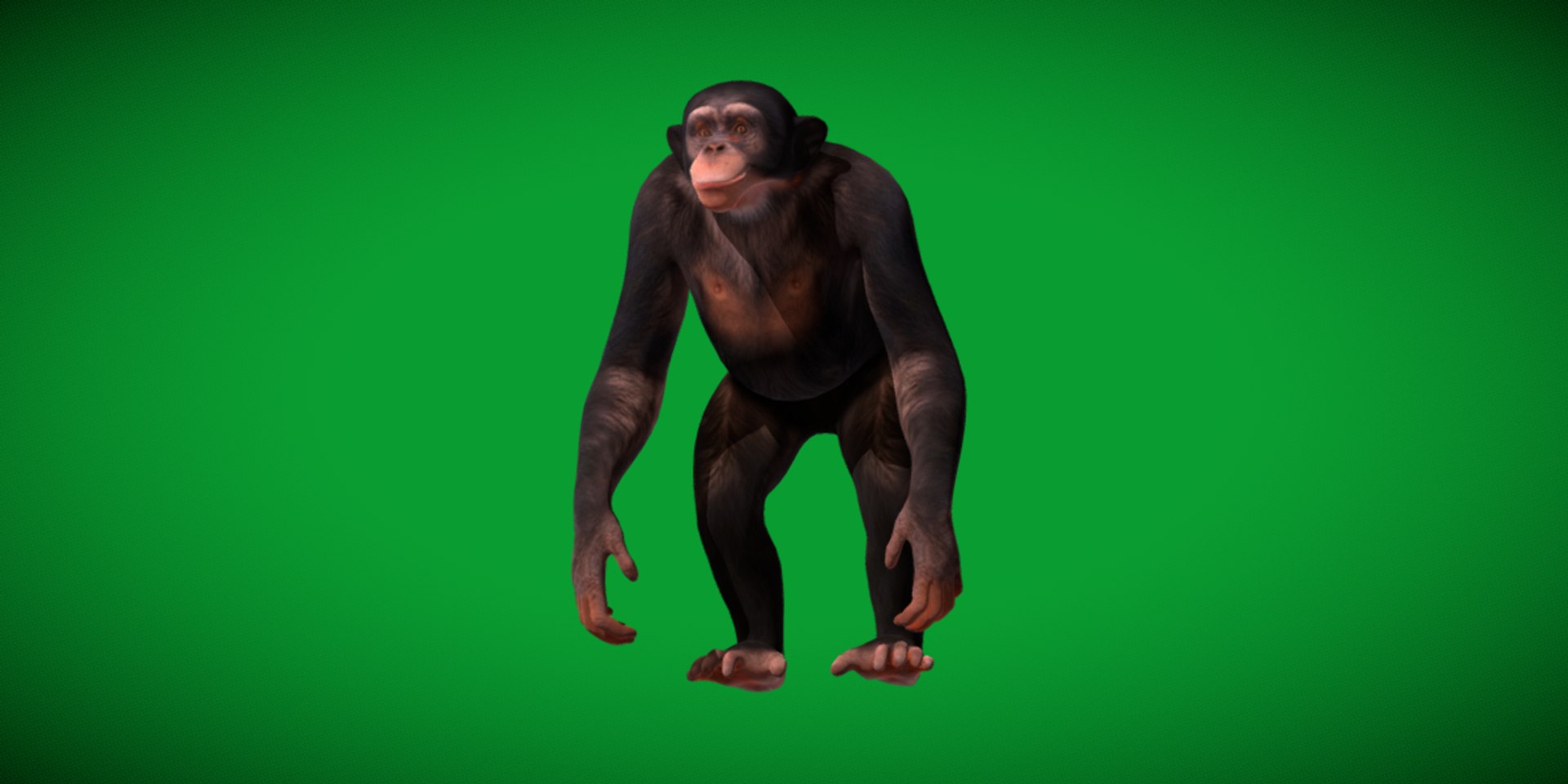Chimpanzee Ape Primate 3D Model - TurboSquid 2344202