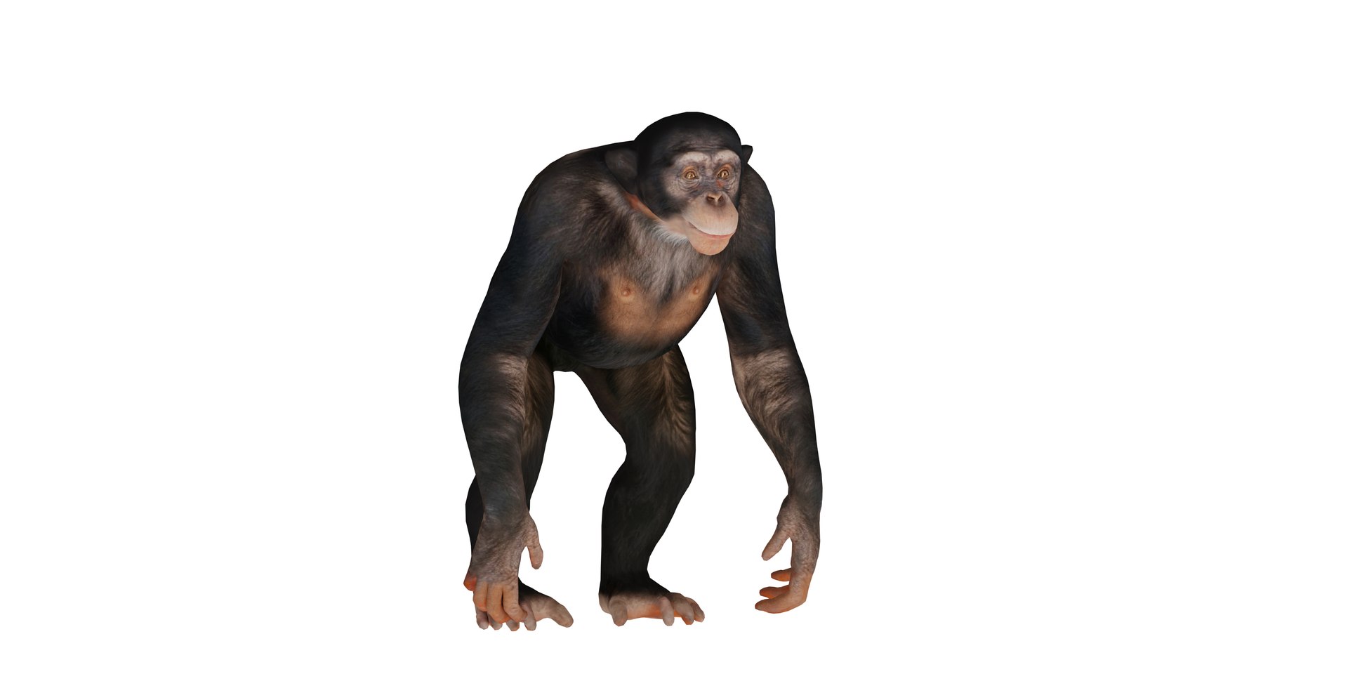 Chimpanzee Ape Primate 3D Model - TurboSquid 2344202