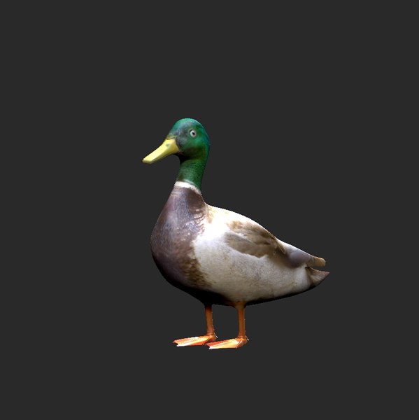 Blender Duck Models TurboSquid