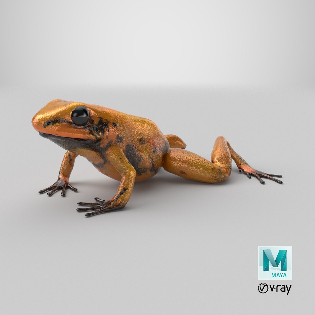 Crawling Poisonous Arrow Frog Orange Morph 3D https://p.turbosquid.com/ts-thumb/PG/va2ozb/ff/stemcell_maya_vray_render/png/1710398421/1920x1080/fit_q87/37ce70f2f16ea0f5a211dd35b19326ad4bad5f6d/stemcell_maya_vray_render.jpg