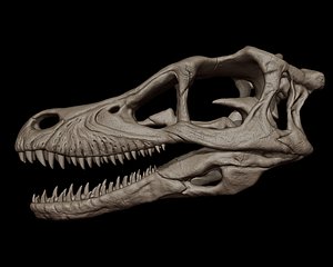 Velociraptor Skull 3d Print Model