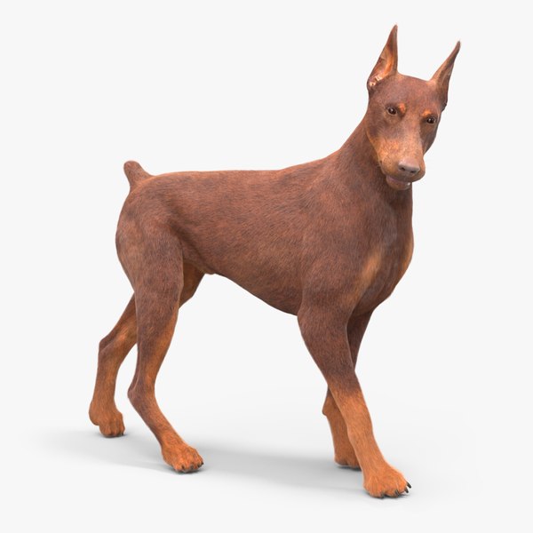 Doberman Dog Brown Fur Rigged 3D model