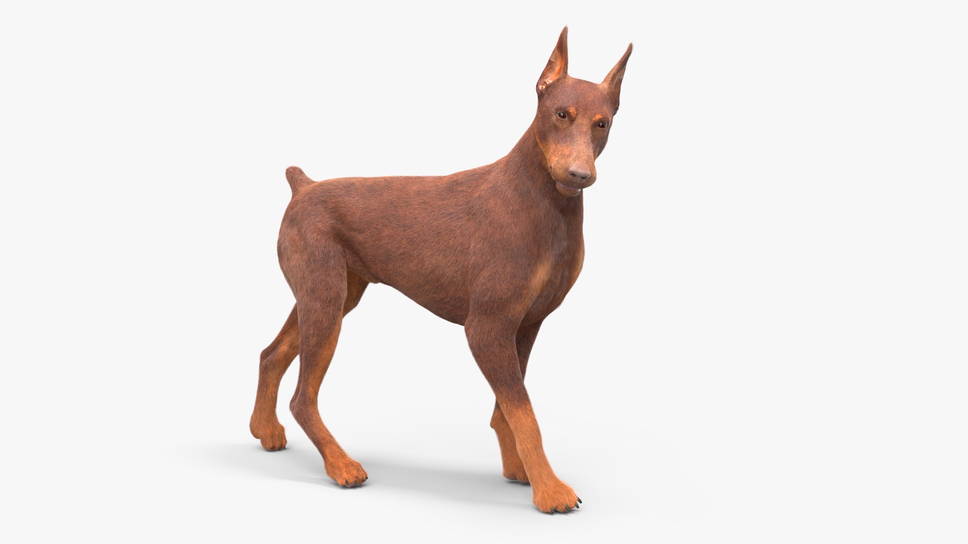 Doberman Dog Brown Fur Rigged 3D model preview