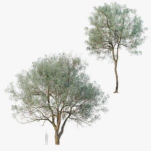 3D Mulga tree model