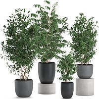Ficus benjamina trees in a flowerpot for interior design 562