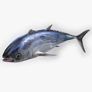 TUNA FISH Rigged  L1549 3D