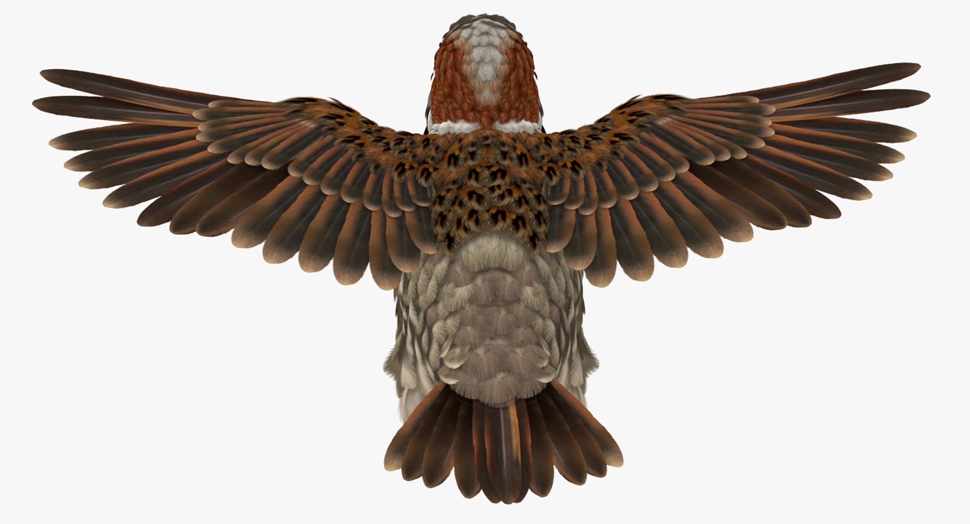 house sparrow flying pose 3D model https://p.turbosquid.com/ts-thumb/PH/egQnSh/LKe9U6fZ/housesparrowflyingpose3dsmodel006/jpg/1551144044/1920x1080/fit_q87/a5cc1ec90169fa94936184a8c2ed7fbd2e2d80a2/housesparrowflyingpose3dsmodel006.jpg