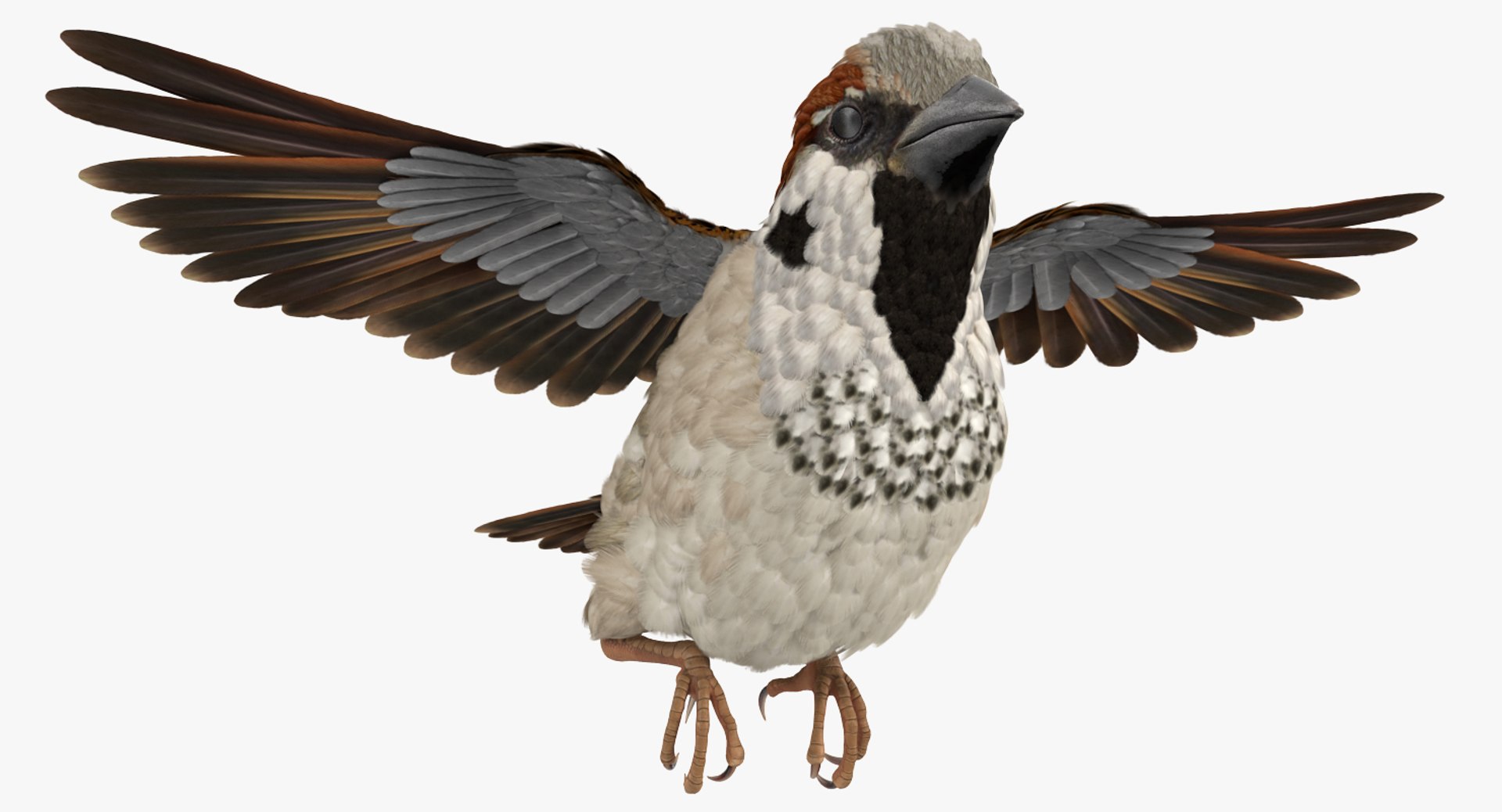 house sparrow flying pose 3D model https://p.turbosquid.com/ts-thumb/PH/egQnSh/ZsxufmLJ/housesparrowflyingpose3dsmodel004/jpg/1551144038/1920x1080/fit_q87/4ca4b1a4d17d0bf3fc43e826c1ac57b77066841e/housesparrowflyingpose3dsmodel004.jpg