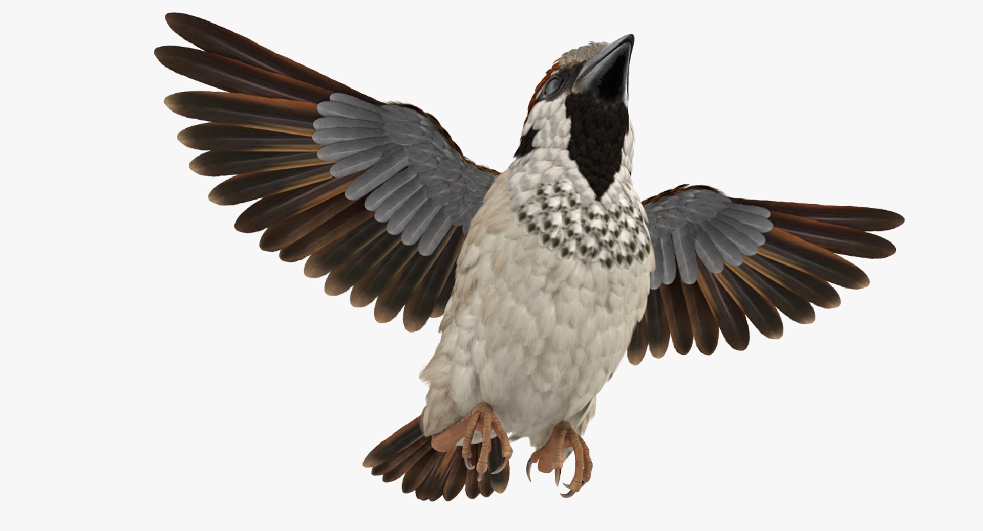 house sparrow flying pose 3D model https://p.turbosquid.com/ts-thumb/PH/egQnSh/lQaJsS2c/housesparrowflyingpose3dsmodel007/jpg/1551144053/1920x1080/fit_q87/44e20f4b6f16d11b5f7d0ae49dfc8157680e1a33/housesparrowflyingpose3dsmodel007.jpg