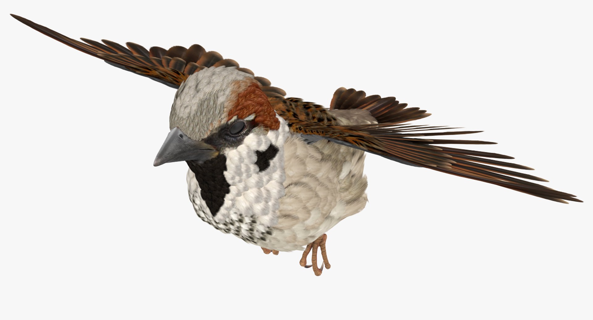 house sparrow flying pose 3D model https://p.turbosquid.com/ts-thumb/PH/egQnSh/oqMfOeaH/housesparrowflyingpose3dsmodel005/jpg/1551144041/1920x1080/fit_q87/0624f003b6ea8e7f1a587413979ff3b7133207e4/housesparrowflyingpose3dsmodel005.jpg