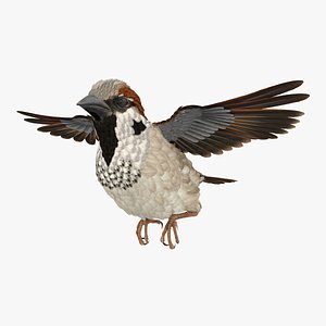 house sparrow flying pose 3D model