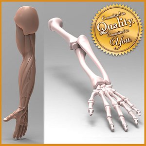 Human Arm Anatomy [Combo Pack]