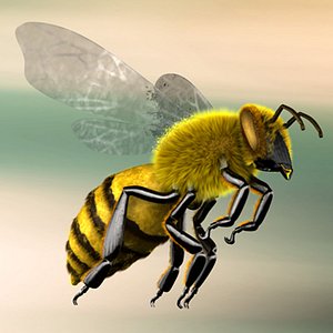 Bee
