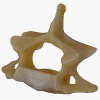 Kangaroo (Macropus) Cervical Vertebrae C3 RAW Scan