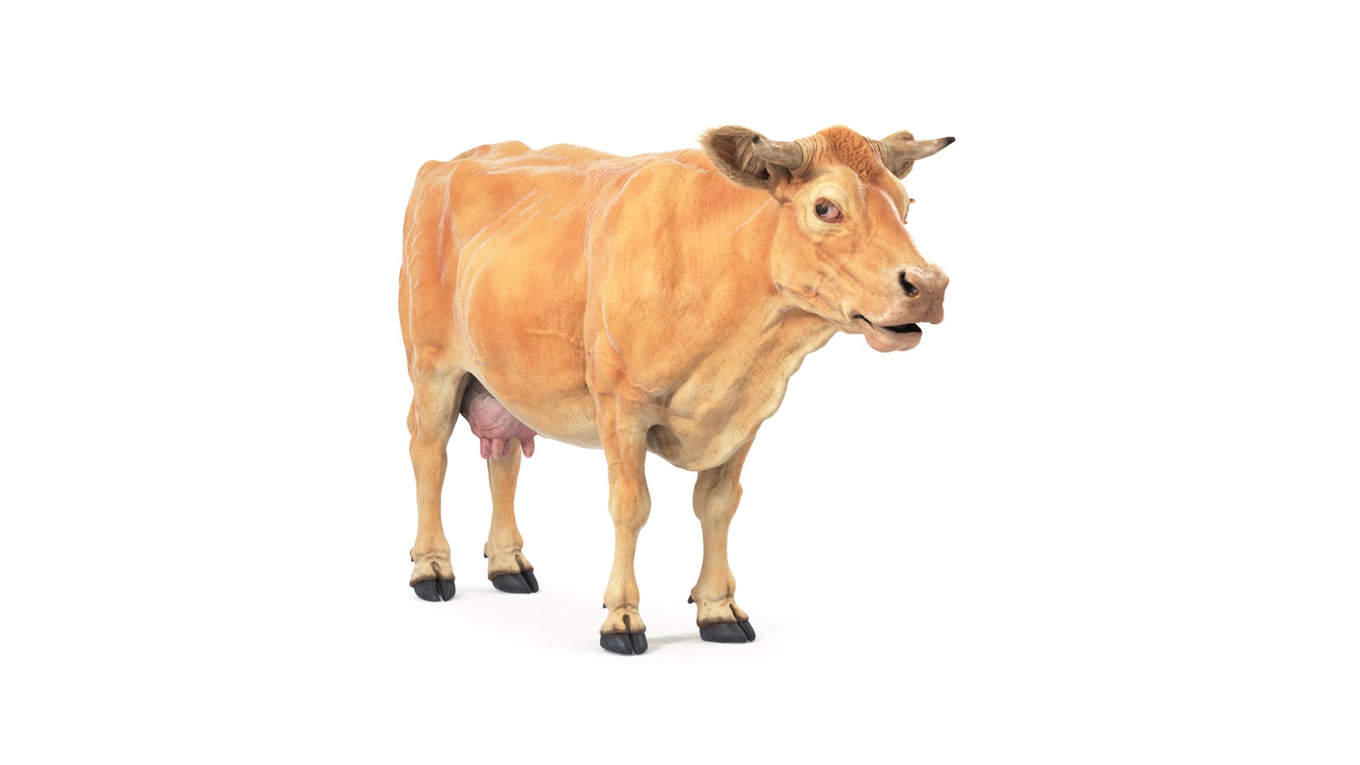 Cow Textured 3D Model - TurboSquid 2410641