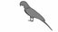Throated Macaw Parrot