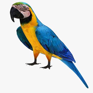 3D Throated Macaw Parrot