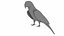 Throated Macaw Parrot
