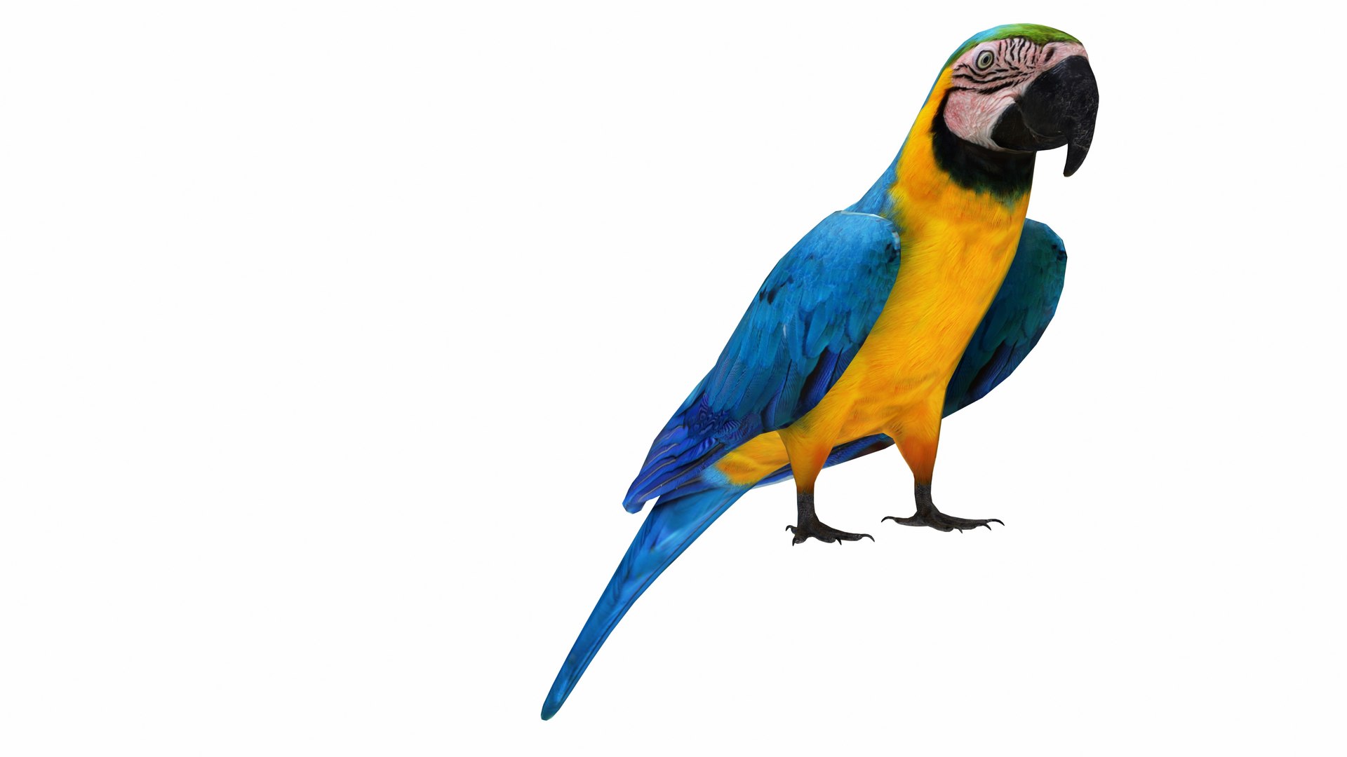 3D Throated Macaw Parrot https://p.turbosquid.com/ts-thumb/PH/pZIUhQ/9P/throatedmacawparrot6/jpg/1736192538/1920x1080/fit_q87/9be5ea61d678367c1cfc2a525ea9926ede583f08/throatedmacawparrot6.jpg