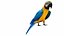 Throated Macaw Parrot