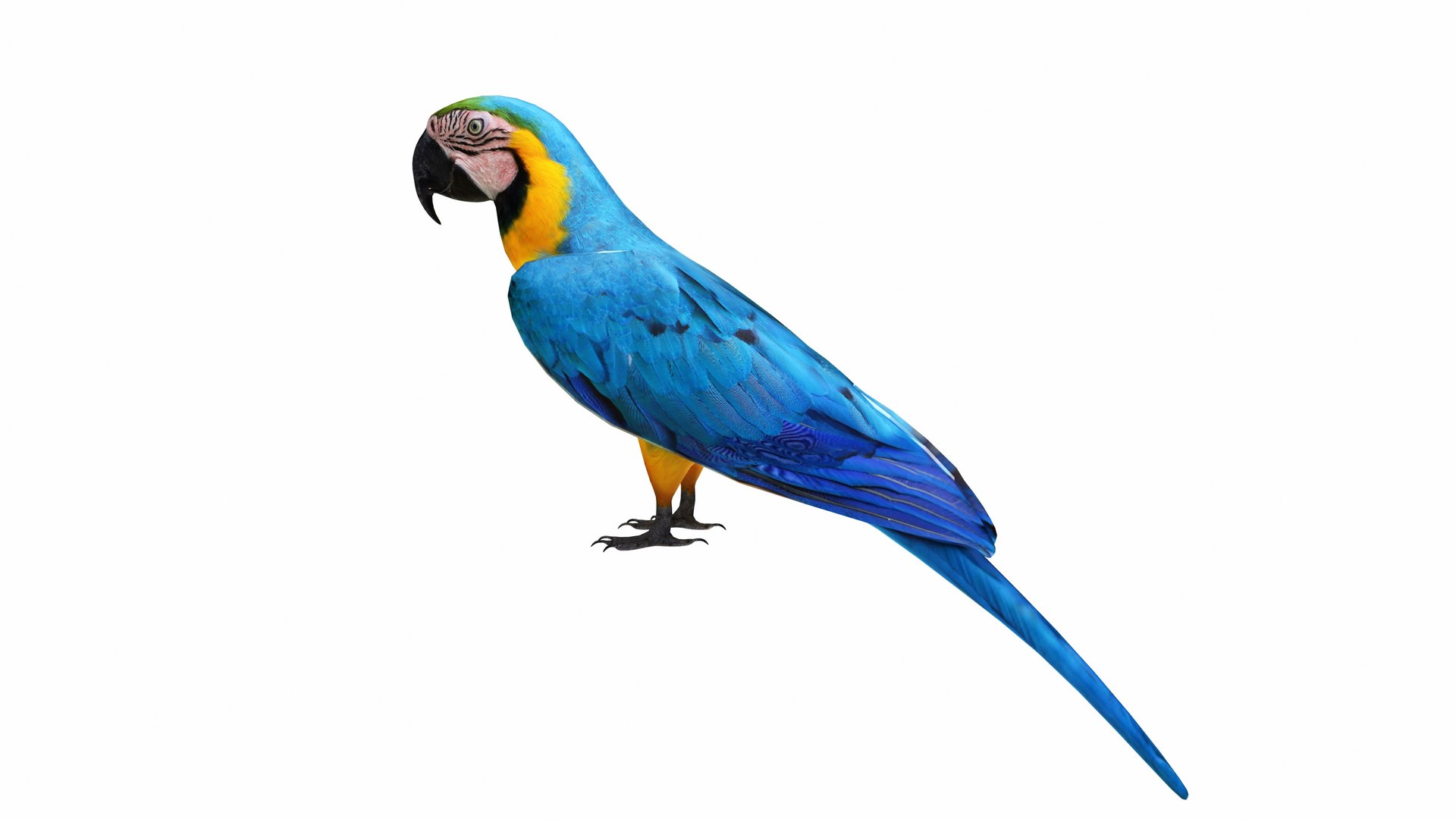 3D Throated Macaw Parrot https://p.turbosquid.com/ts-thumb/PH/pZIUhQ/Ub/throatedmacawparrot3/jpg/1736192540/1920x1080/fit_q87/3b52d11d7502a29edd5cabed4990181d3abfc262/throatedmacawparrot3.jpg