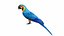 Throated Macaw Parrot