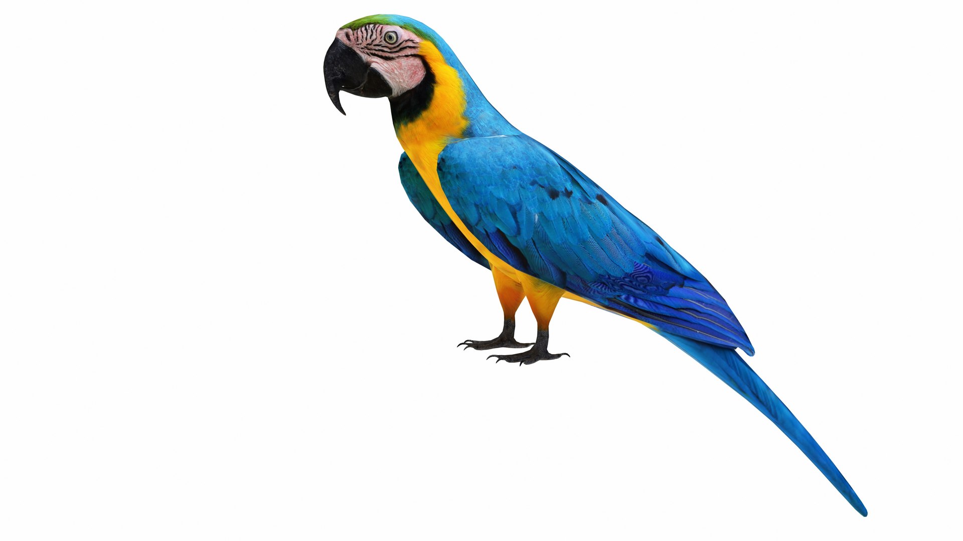 3D Throated Macaw Parrot https://p.turbosquid.com/ts-thumb/PH/pZIUhQ/Wu/throatedmacawparrot2/jpg/1736192539/1920x1080/fit_q87/b6c68c1c4f1ec8b600c23098497a9669a9bad974/throatedmacawparrot2.jpg
