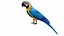 Throated Macaw Parrot