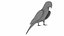 Throated Macaw Parrot
