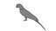 Throated Macaw Parrot