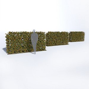 fagus sylvatica hedge 3D model