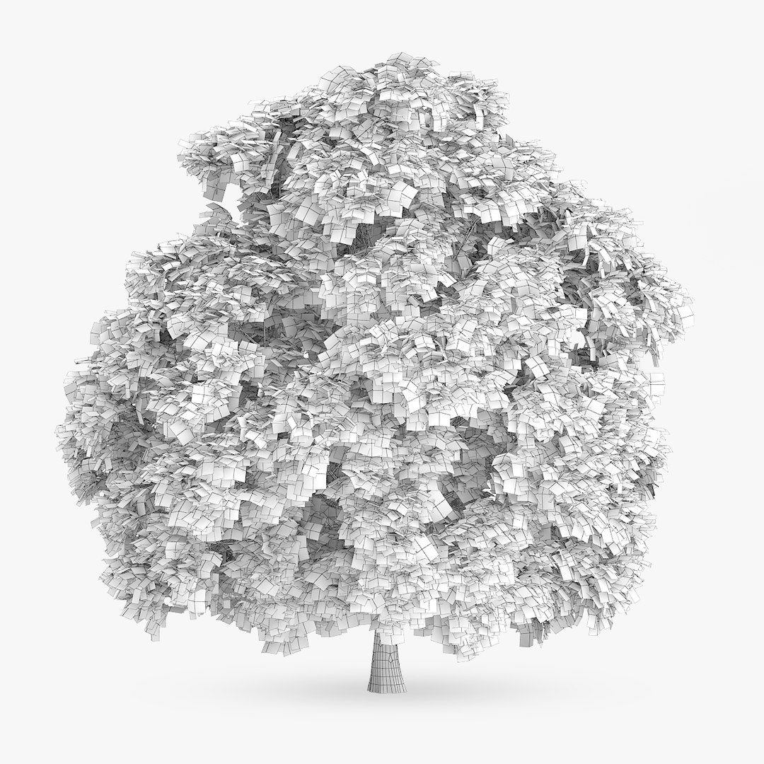 Sweet Chestnut 10 8m 3d Model