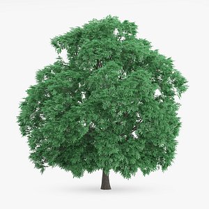 Sweet Chestnut Tree 10.8m