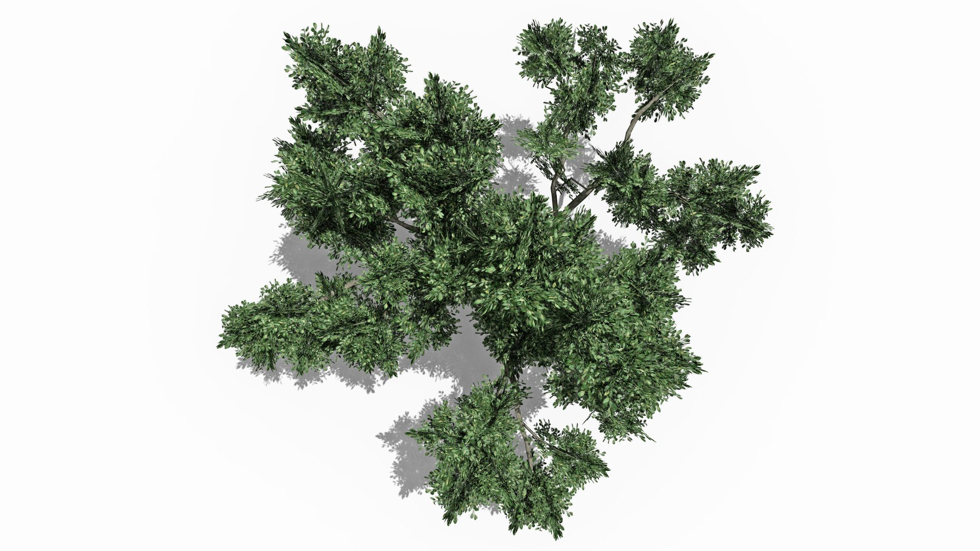 Chinese Banyan Tree-S8 3D model https://p.turbosquid.com/ts-thumb/PI/8lfLtY/4t/s5/jpg/1744278956/1920x1080/fit_q87/ec8d67be030ffe82cd9d7158d0611a27369ed286/s5.jpg